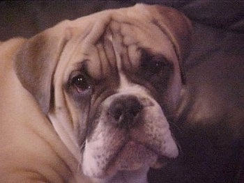 Close up head shot - A large headed, wrinkly, tan with white and black Victorian Bulldog puppy that is looking forward and its head is slightly tilted to the left. The dog has a big nose, a pushed back snout and a lot of extra skin with a wide chest.